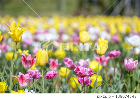 黄色いチューリップ 花畑 春 花 4月 イメージ 黄色いチューリップ 花畑 春 花 4月 イメージ 138674545