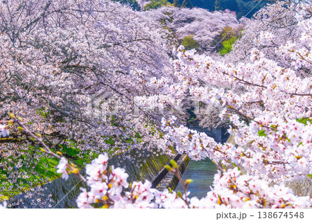 琵琶湖疏水 大津エリアの桜 琵琶湖疏水 大津エリアの桜 138674548