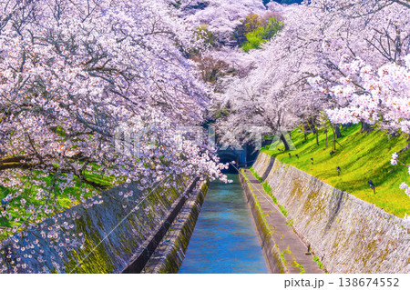 琵琶湖疏水 大津エリアの桜 琵琶湖疏水 大津エリアの桜 138674552