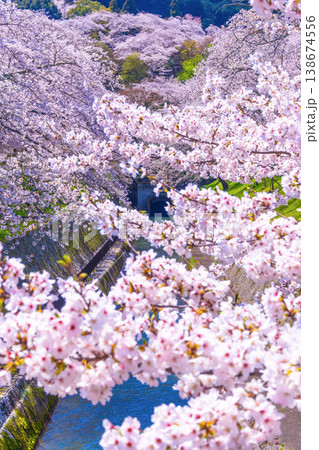 琵琶湖疏水 大津エリアの桜 138674556