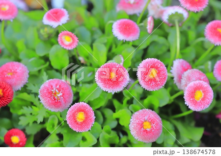 春の花壇 ピンク色のデージー 春の花壇 ピンク色のデージー 138674578