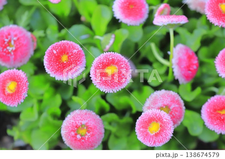 春の花壇 ピンク色のデージー 春の花壇 ピンク色のデージー 138674579