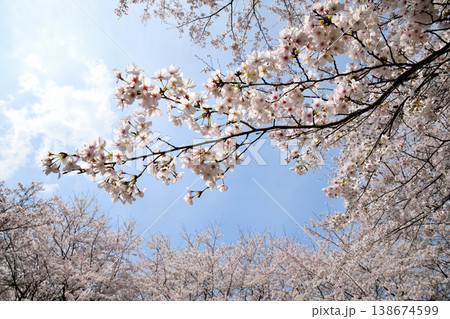 佐賀県横竹ダム周辺のサクラ、桜 138674599