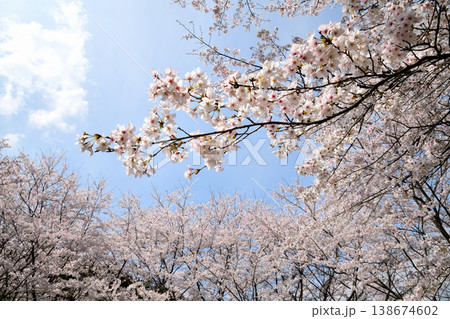 佐賀県横竹ダム周辺のサクラ、桜 佐賀県横竹ダム周辺のサクラ、桜 138674602
