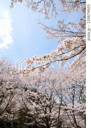 佐賀県横竹ダム周辺のサクラ、桜 138674603