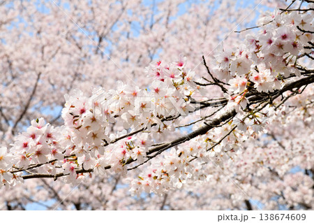 佐賀県横竹ダム周辺のサクラ、桜 佐賀県横竹ダム周辺のサクラ、桜 138674609