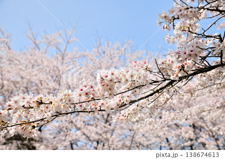 佐賀県横竹ダム周辺のサクラ、桜 佐賀県横竹ダム周辺のサクラ、桜 138674613