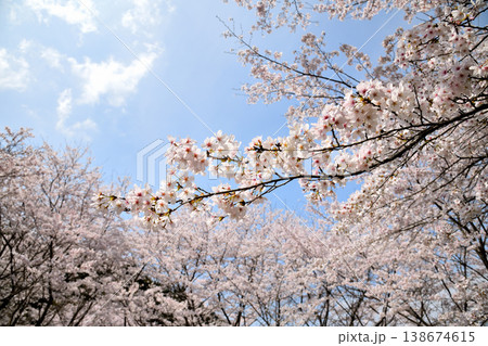佐賀県横竹ダム周辺のサクラ、桜 佐賀県横竹ダム周辺のサクラ、桜 138674615