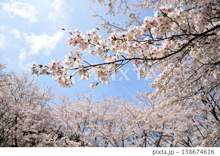 佐賀県横竹ダム周辺のサクラ、桜 138674616
