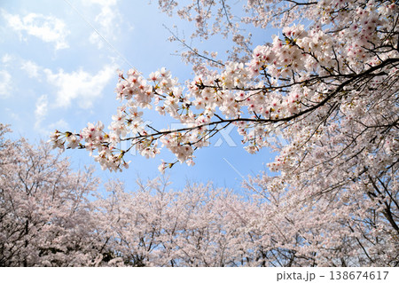 佐賀県横竹ダム周辺のサクラ、桜 138674617