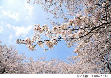 佐賀県横竹ダム周辺のサクラ、桜 佐賀県横竹ダム周辺のサクラ、桜 138674618