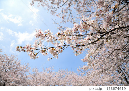 佐賀県横竹ダム周辺のサクラ、桜 佐賀県横竹ダム周辺のサクラ、桜 138674619