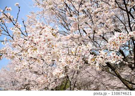 佐賀県横竹ダム周辺のサクラ、桜 佐賀県横竹ダム周辺のサクラ、桜 138674621