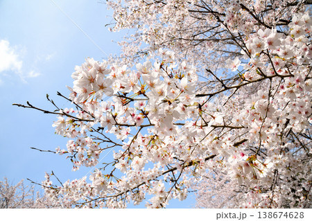 佐賀県横竹ダム周辺のサクラ、桜 佐賀県横竹ダム周辺のサクラ、桜 138674628