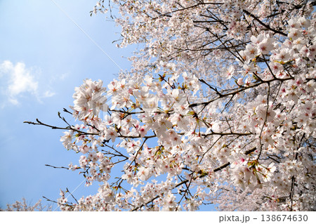 佐賀県横竹ダム周辺のサクラ、桜 佐賀県横竹ダム周辺のサクラ、桜 138674630