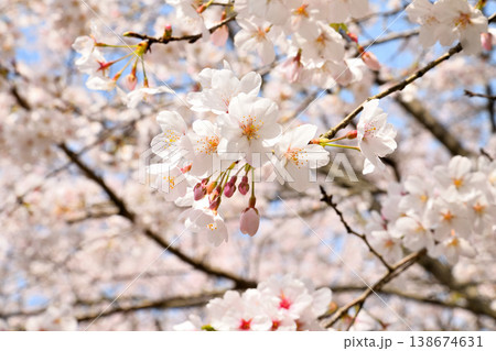 佐賀県横竹ダム周辺のサクラ、桜 佐賀県横竹ダム周辺のサクラ、桜 138674631