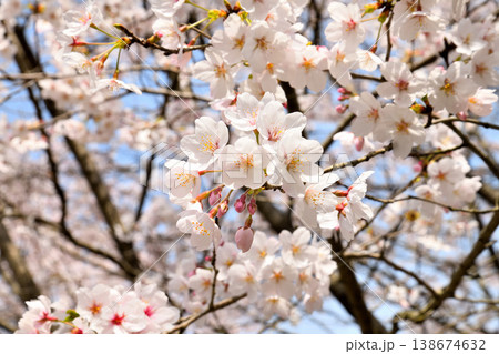 佐賀県横竹ダム周辺のサクラ、桜 138674632