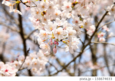 佐賀県横竹ダム周辺のサクラ、桜 佐賀県横竹ダム周辺のサクラ、桜 138674633