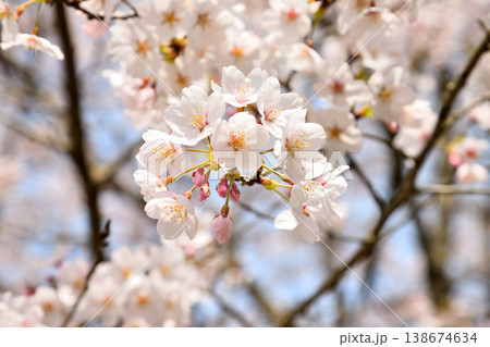 佐賀県横竹ダム周辺のサクラ、桜 佐賀県横竹ダム周辺のサクラ、桜 138674634