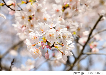 佐賀県横竹ダム周辺のサクラ、桜 佐賀県横竹ダム周辺のサクラ、桜 138674635