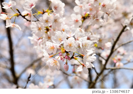 佐賀県横竹ダム周辺のサクラ、桜 佐賀県横竹ダム周辺のサクラ、桜 138674637