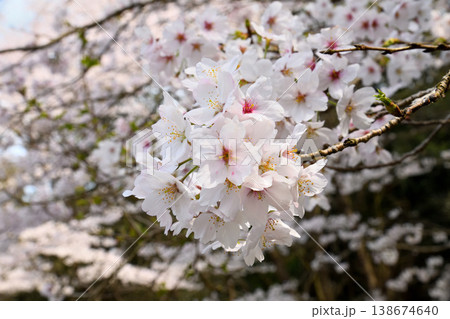 佐賀県横竹ダム周辺のサクラ、桜 佐賀県横竹ダム周辺のサクラ、桜 138674640