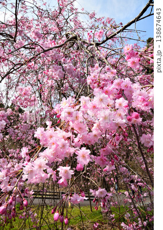 佐賀県横竹ダム周辺のサクラ、桜 138674643