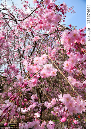 佐賀県横竹ダム周辺のサクラ、桜 佐賀県横竹ダム周辺のサクラ、桜 138674644
