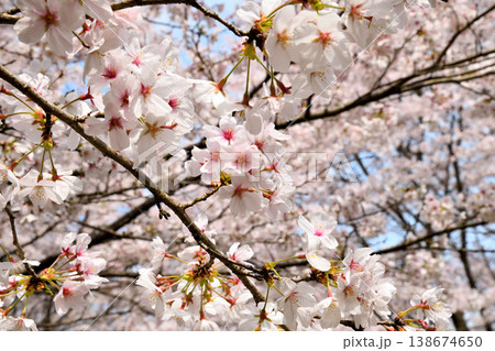 佐賀県横竹ダム周辺のサクラ、桜 佐賀県横竹ダム周辺のサクラ、桜 138674650