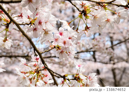佐賀県横竹ダム周辺のサクラ、桜 138674652