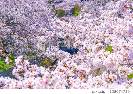 琵琶湖疏水 大津エリアの桜 琵琶湖疏水 大津エリアの桜 138674720