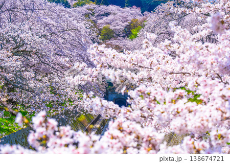 琵琶湖疏水 大津エリアの桜 琵琶湖疏水 大津エリアの桜 138674721