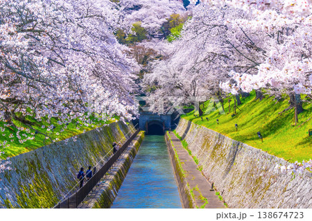 琵琶湖疏水 大津エリアの桜 138674723