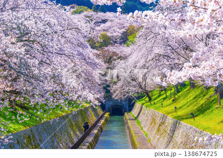 琵琶湖疏水 大津エリアの桜 琵琶湖疏水 大津エリアの桜 138674725