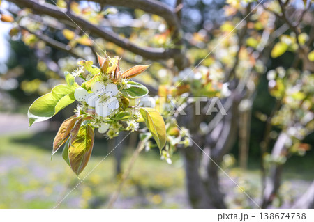 なし 梨 新高 花 白色 春 4月 イメージ なし 梨 新高 花 白色 春 4月 イメージ 138674738