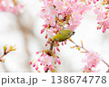 サクジロー 138674778