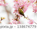 サクジロー 138674779