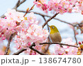 サクジロー 138674780