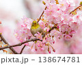 サクジロー 138674781