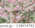 サクジロー 138674782