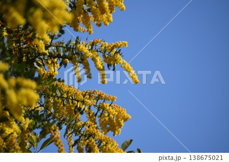 ミモザは幸せの花といわれて見事な黄色をしている 138675021
