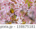 サクジロー 138675181