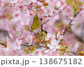 サクジロー 138675182