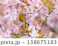 サクジロー 138675183