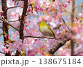 サクジロー 138675184