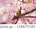 サクジロー 138675185