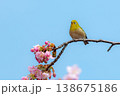サクジロー 138675186