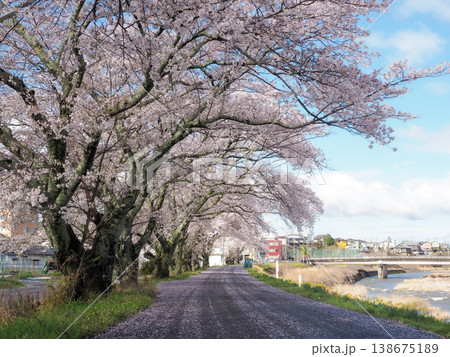 桜 138675189