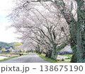 桜 138675190