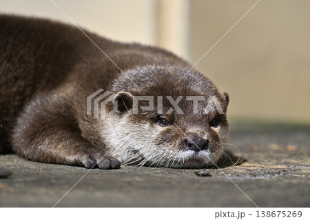 かわいいカワウソ　コツメカワウソ 138675269